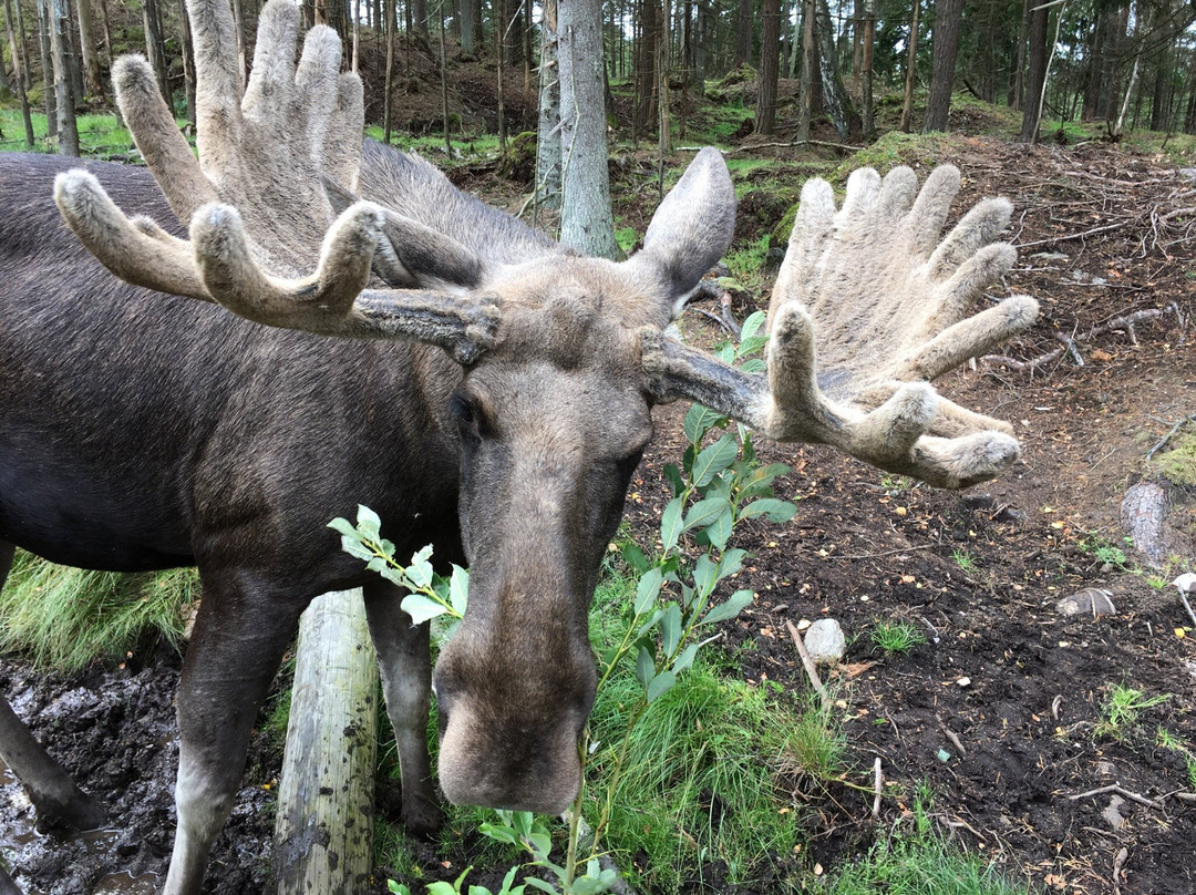 Moose af Anneröd-Uddevalla必去景点