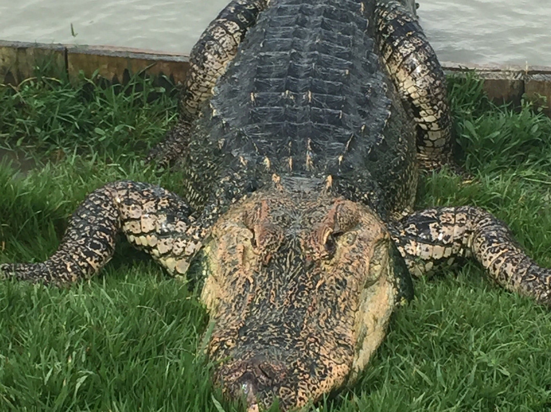 Greenwood Gator Farm and Tours景点图片