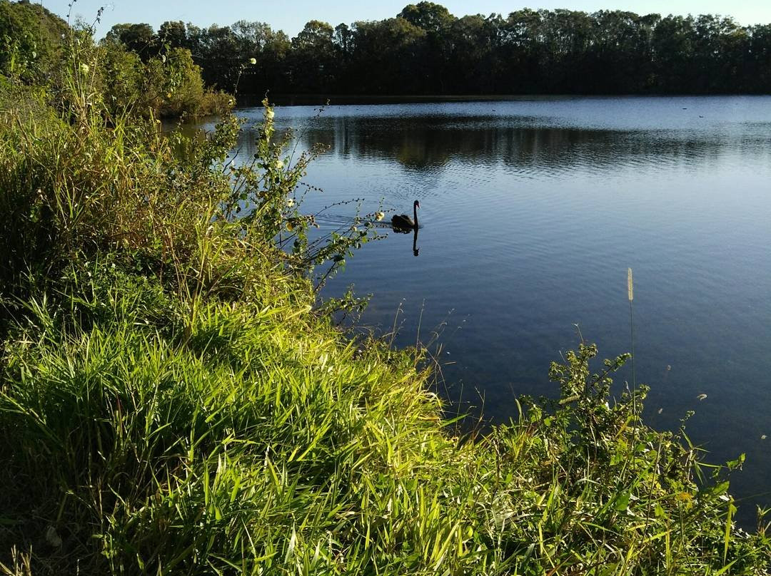 Black Swan Lake-Bundall必去景点