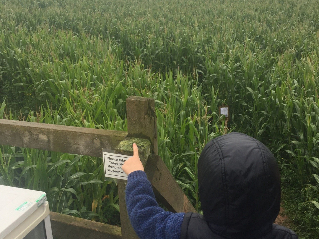 Cornish Maize Maze景点图片