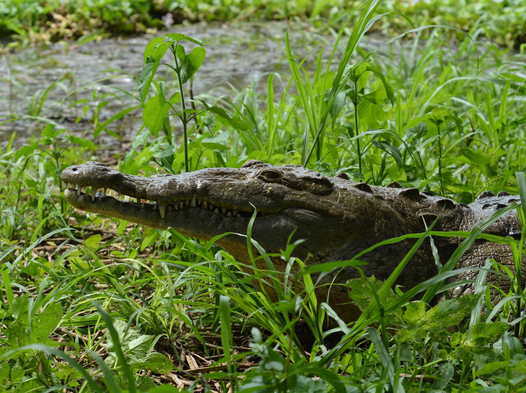 Croclandia & The American Crocodile Sanctuary景点图片
