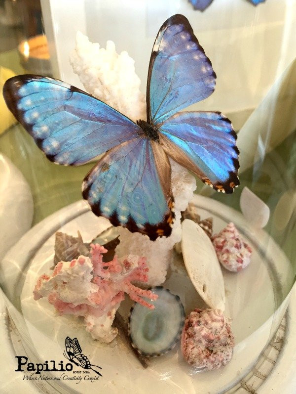 Papilio of Mount Dora-Mount Dora必去景点