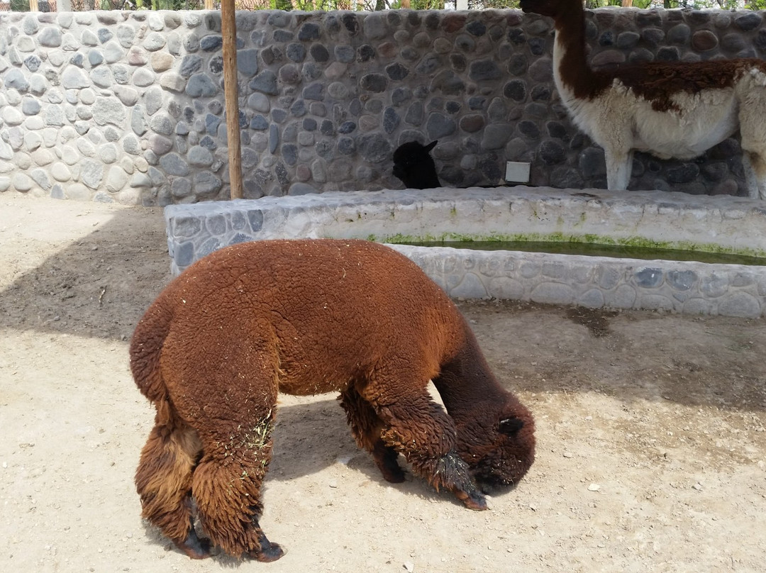 Incalpaca-阿雷基帕必去景点