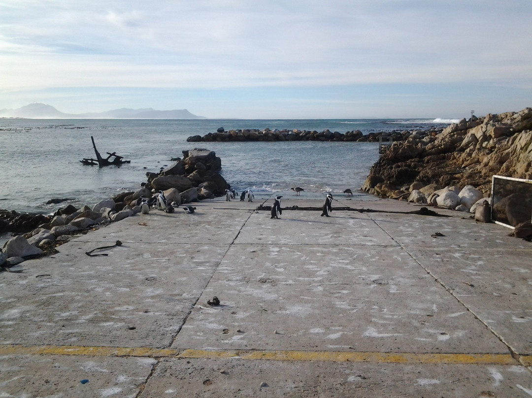 Old Whaling Station-Betty's Bay必去景点