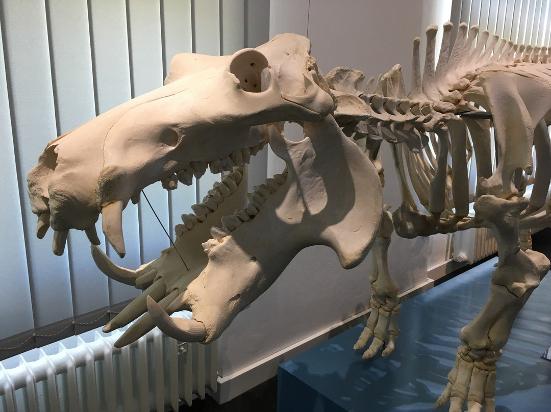 Zoologisches Museum-基尔必去景点