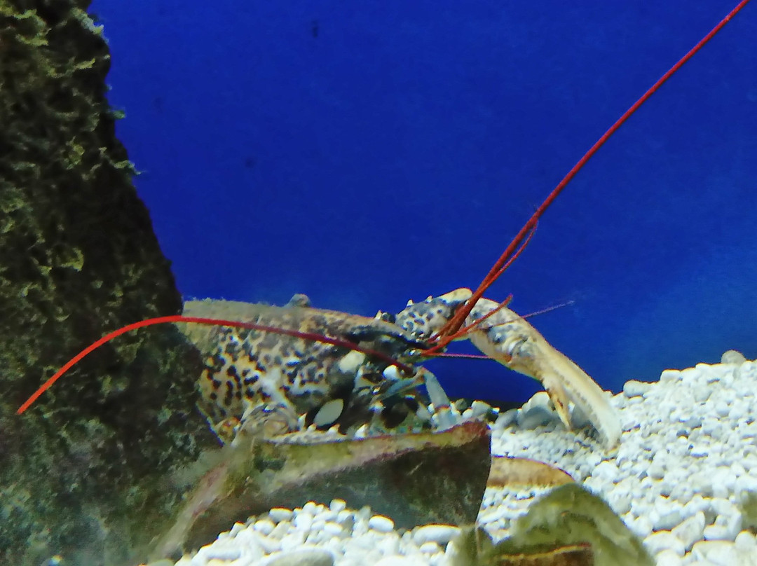 Adriatic aquarium Baška-Baska必去景点