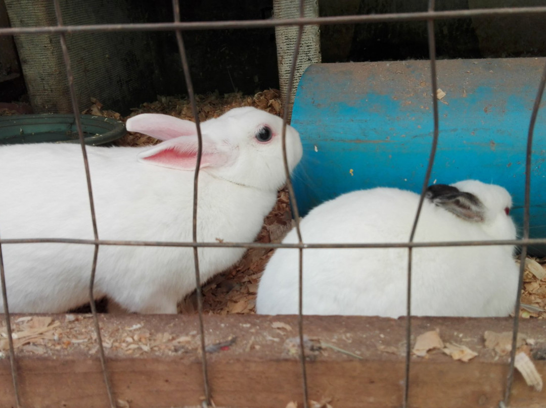 1000 Hills Village-德班必去景点