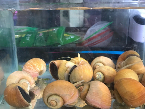 万商花鸟市场(西藏南路)-上海市必去景点