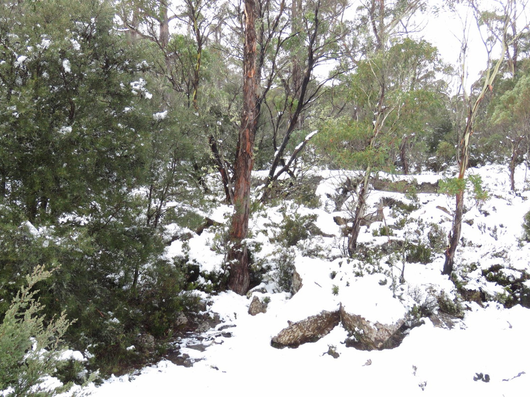 Great Western Tiers Conservation Area景点图片