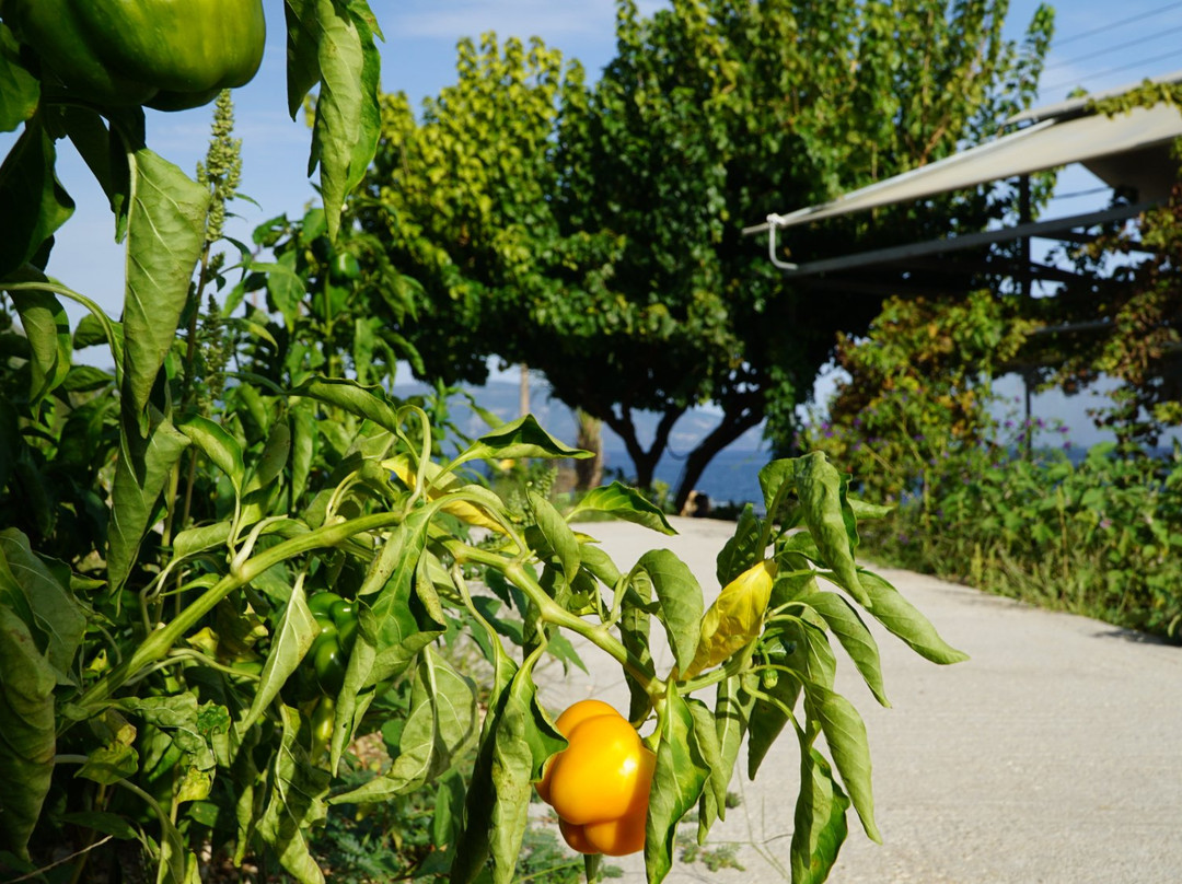 Taste Kefalonia Food Experience at Sea Rock ws-阿吉亚埃菲米亚必去景点