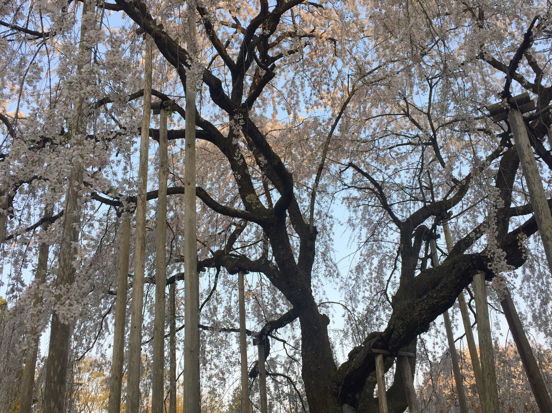 Asuwa Shrine景点图片