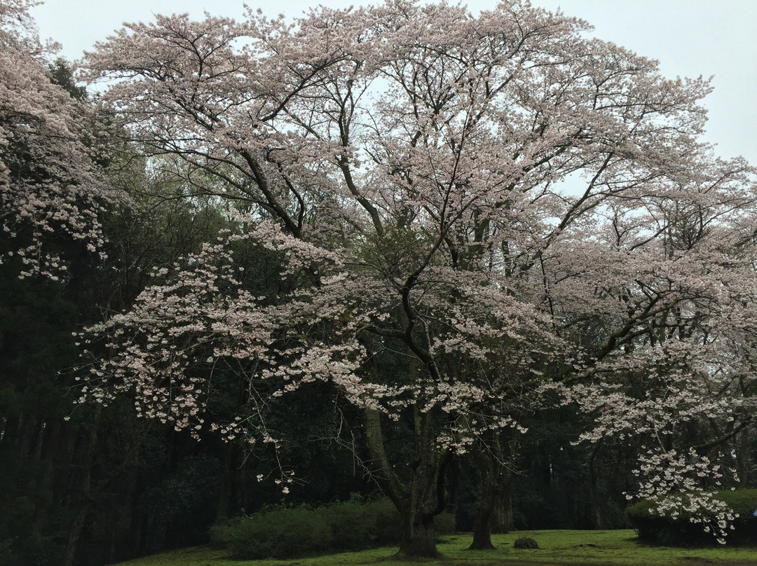 Izumi Nature Park Natural Boadwalk-千叶市必去景点