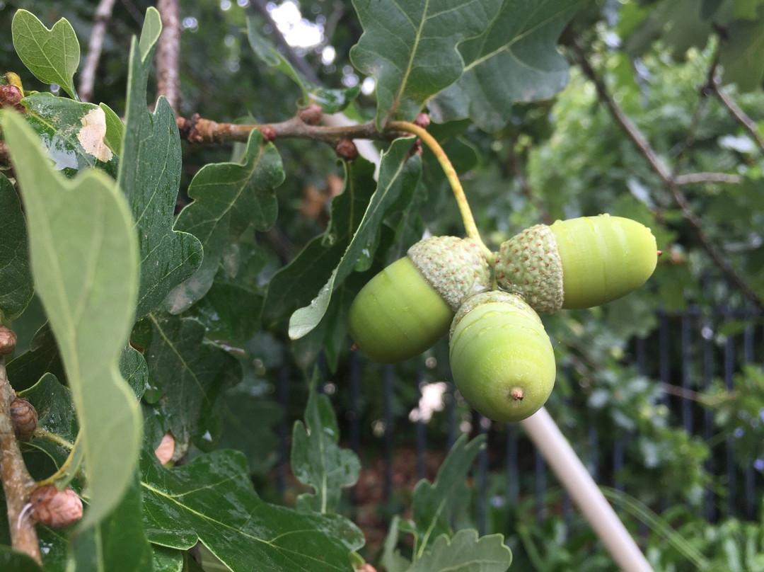 Stanley Park-马其顿山必去景点