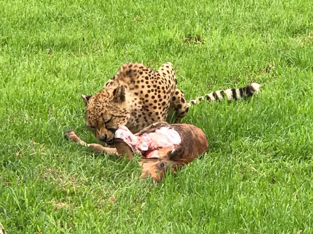 East London Lion Park景点图片