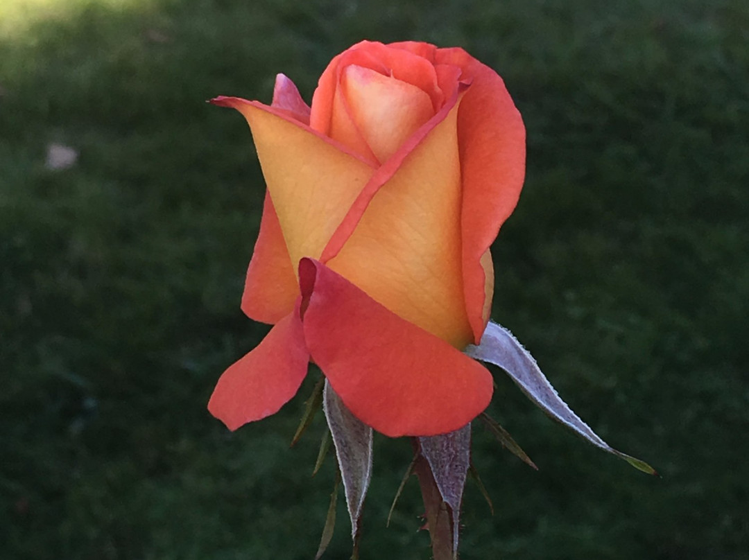 Joan Williamson Rose Garden景点图片