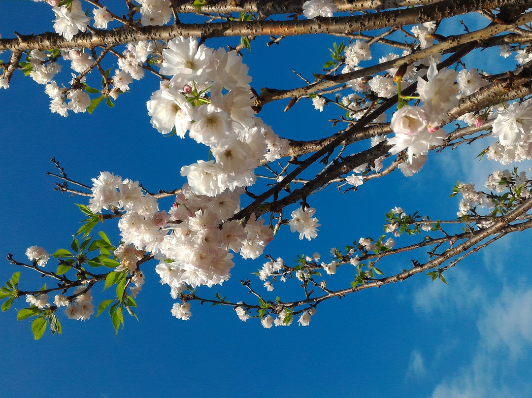 天适樱花悠乐园-从化市必去景点