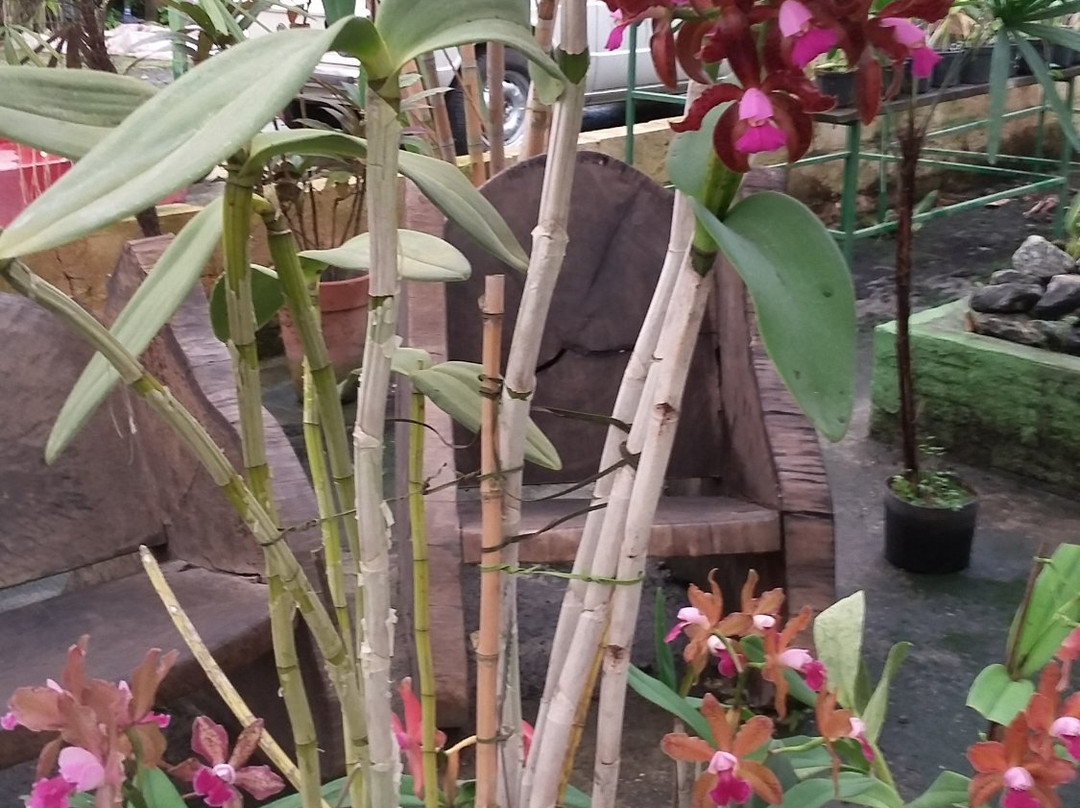Orquidacea景点图片