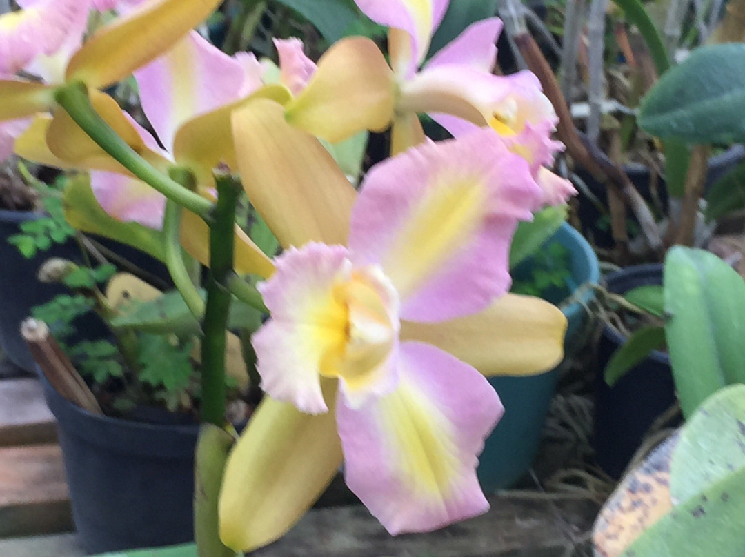 Orquidacea景点图片