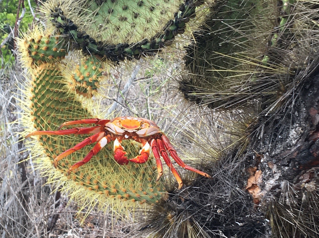 Galapagos Real Voyage-皮钦查省 圣安东尼奥镇必去景点