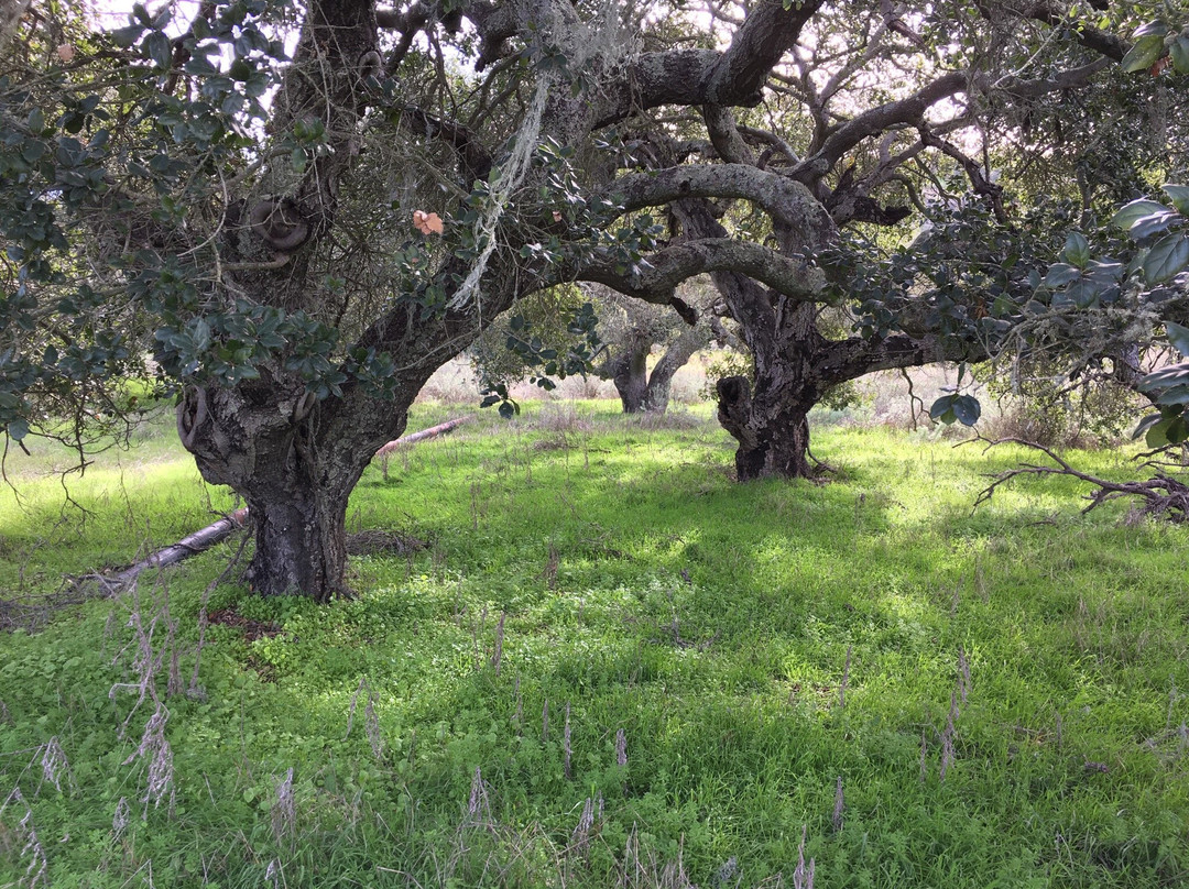 Los Flores Ranch Park-圣玛丽亚必去景点