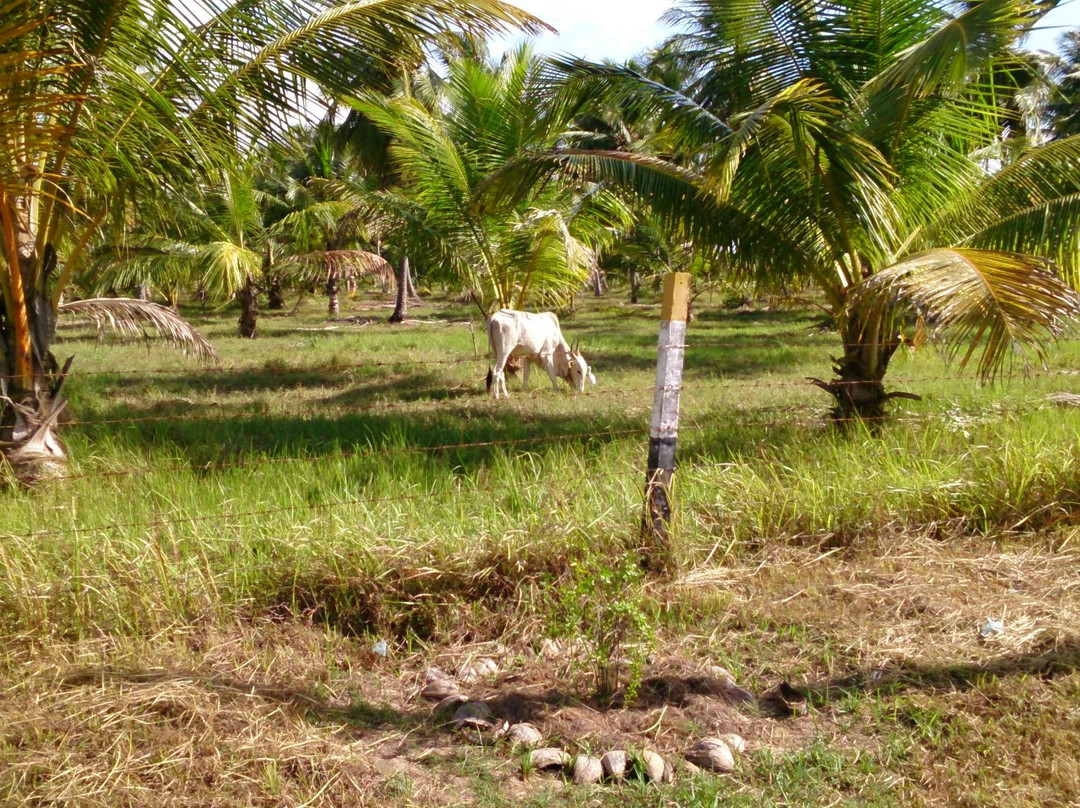 Coconut Cultural Park-卡尔库达必去景点
