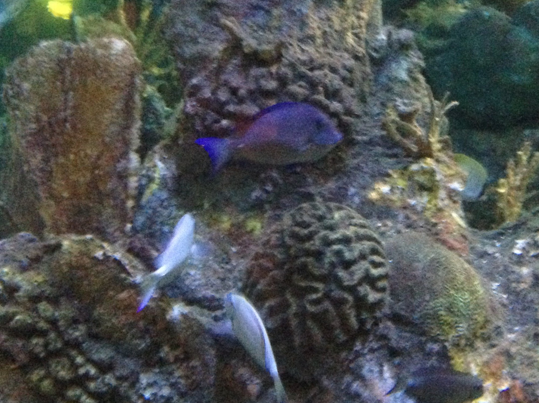 MarineLab Undersea Park-拉哥岛必去景点