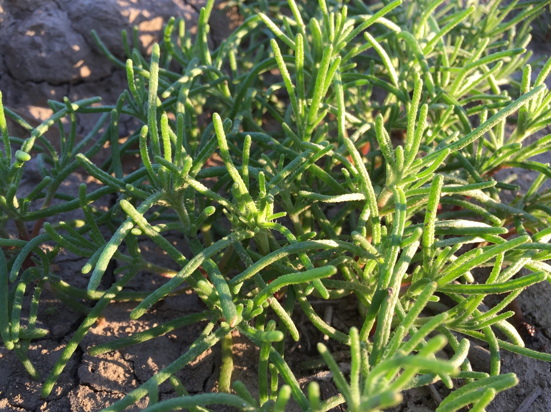 Ned's Corner-米尔杜拉必去景点