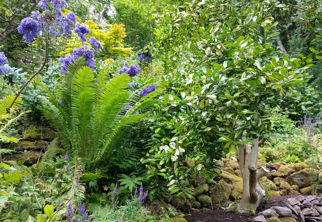 Abriachan Nurseries - The Garden On Loch Ness景点图片
