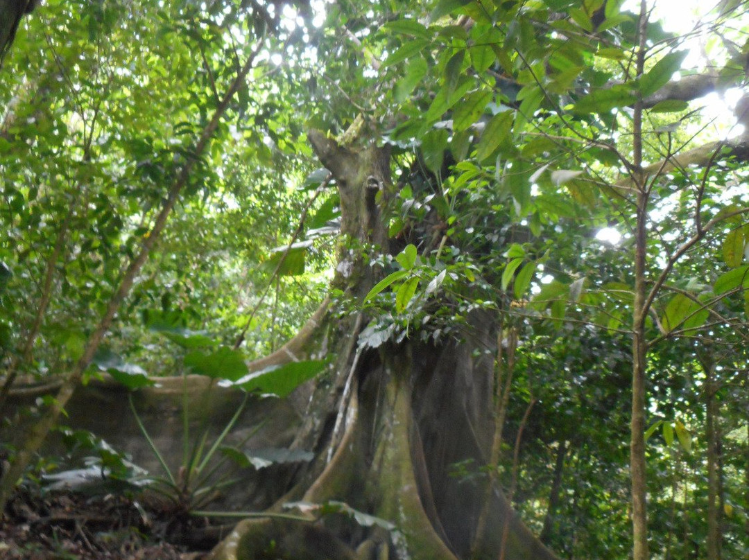 Oriole Walkway Trail-蒙特塞拉特必去景点