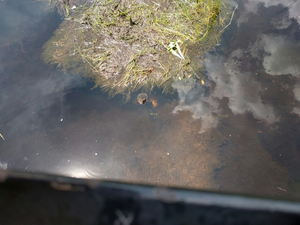 Sifton Bog-伦敦必去景点