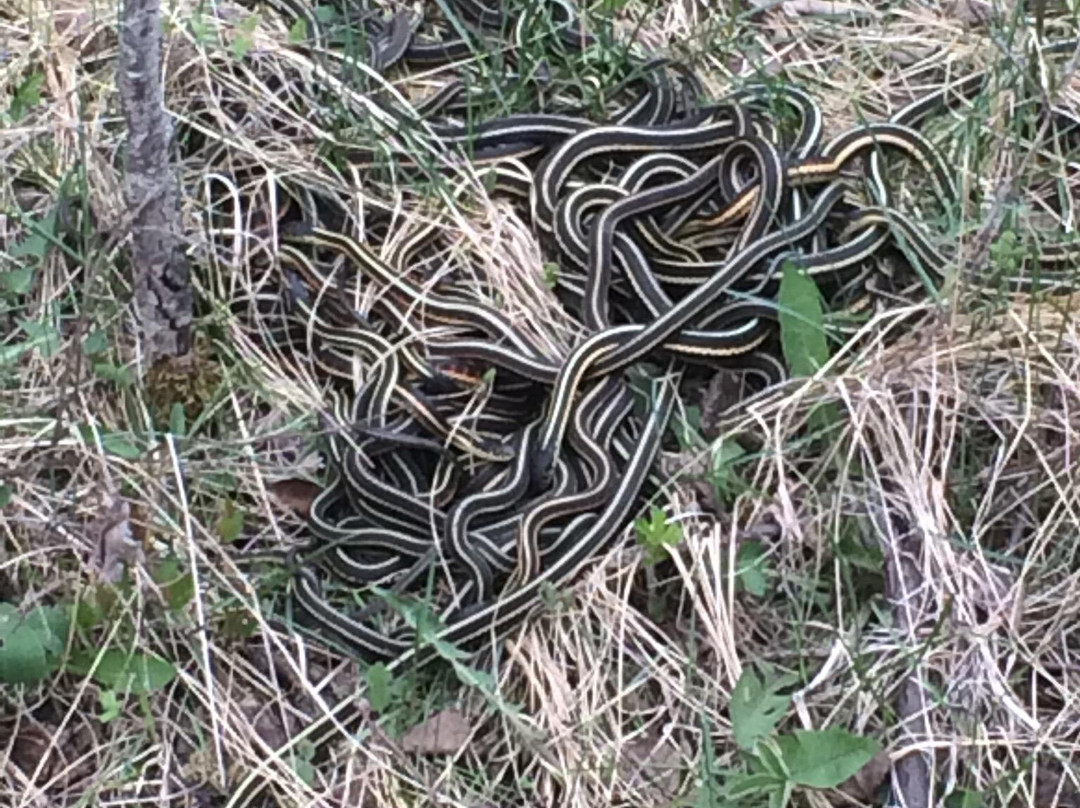 Narcisse Snake Dens-Narcisse必去景点