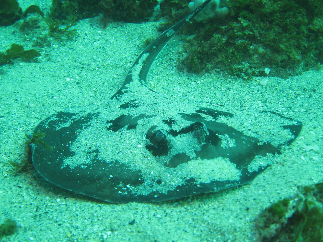 Spirit Divers-巴特曼斯贝必去景点