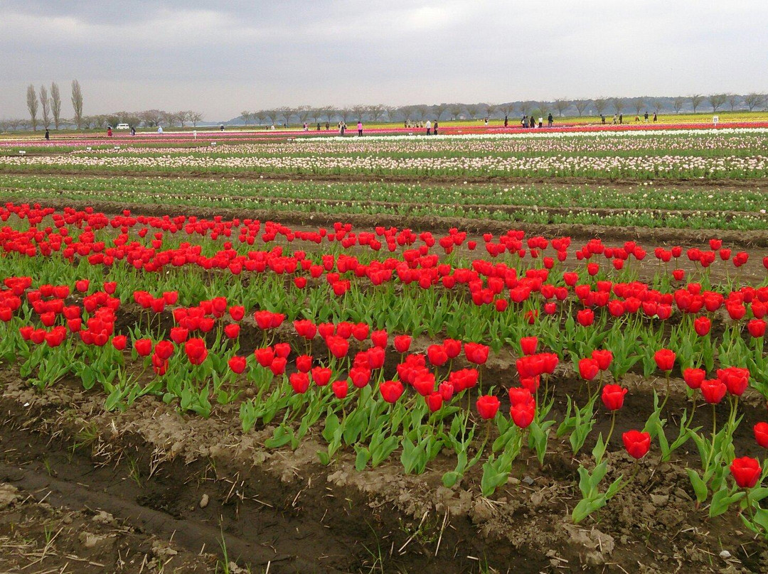 Sakura Tulip Festa-佐仓市必去景点