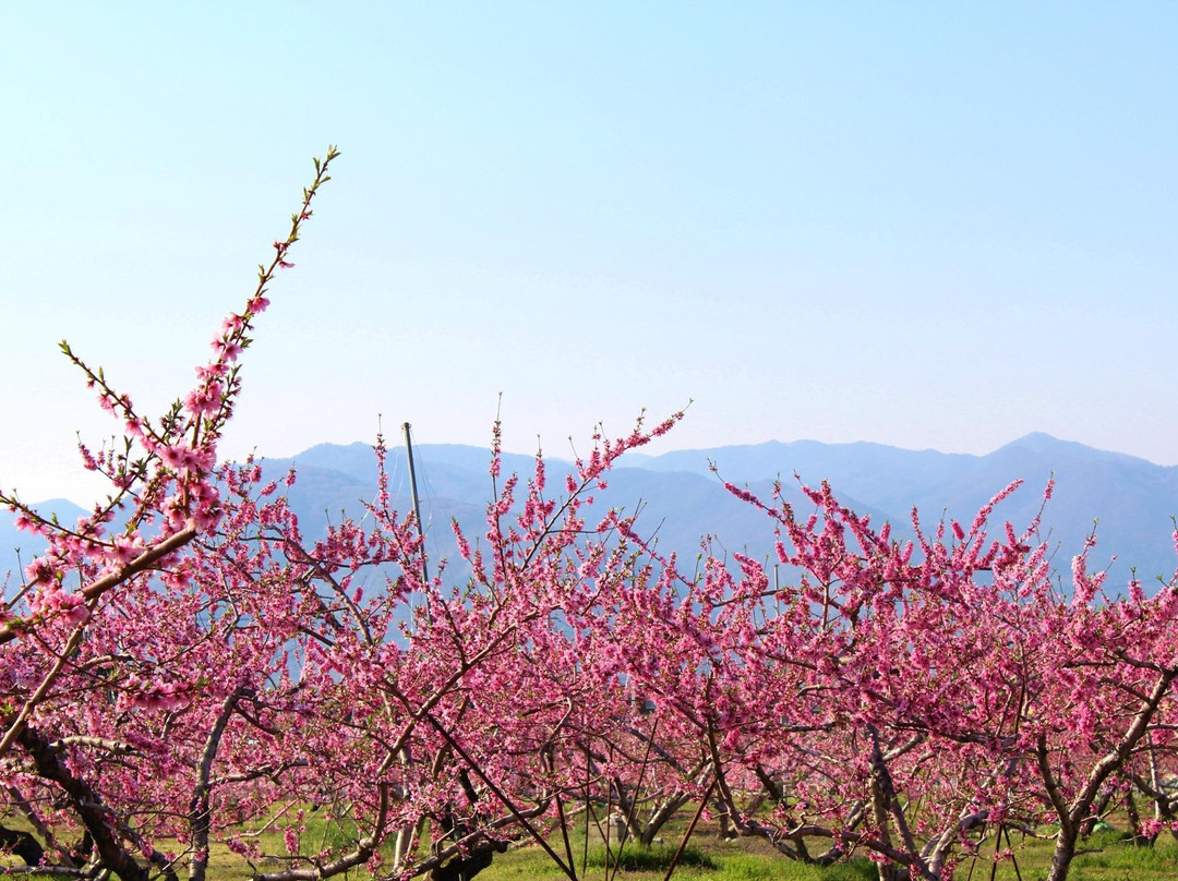 Yamanashi City Peach Fields-山梨市必去景点