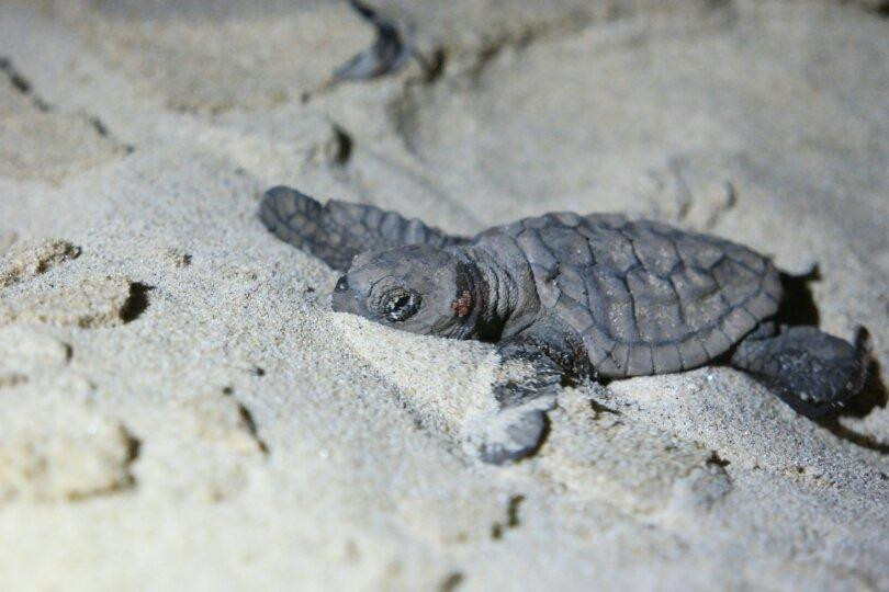 Ocean Explorers Dive Centre-约翰内斯堡必去景点