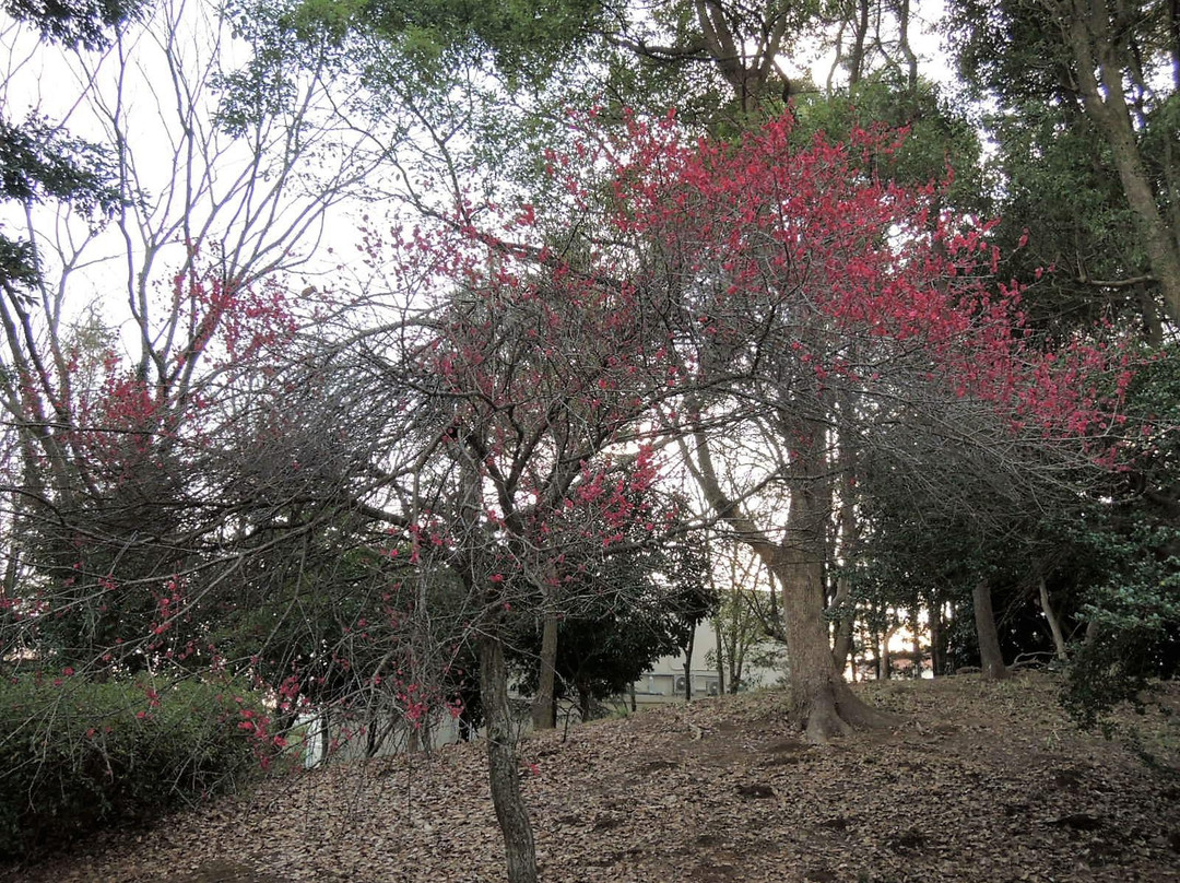 Hiyoshidai Central Park-富里市必去景点