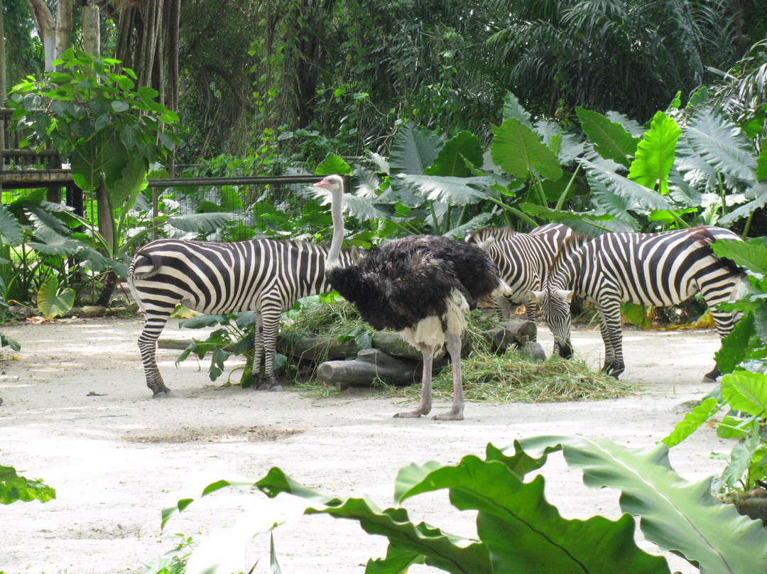 新加坡动物园景点图片