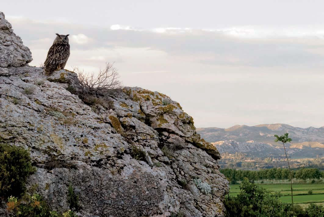 Le Hibou Grand-Duc Dans les Alpilles景点图片