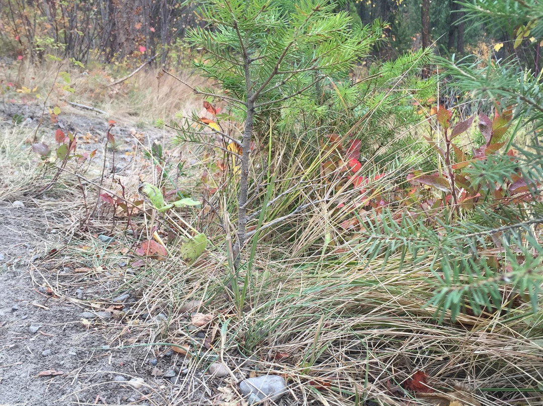 The Whitefish Trail景点图片