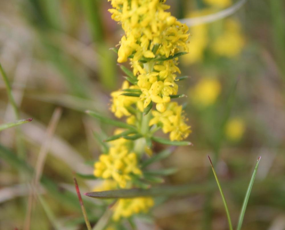The Búlandsnes-Djupivogur必去景点