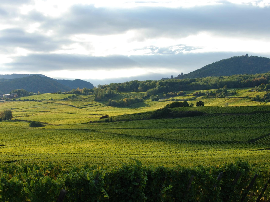 Domaine Mittnacht Frères景点图片
