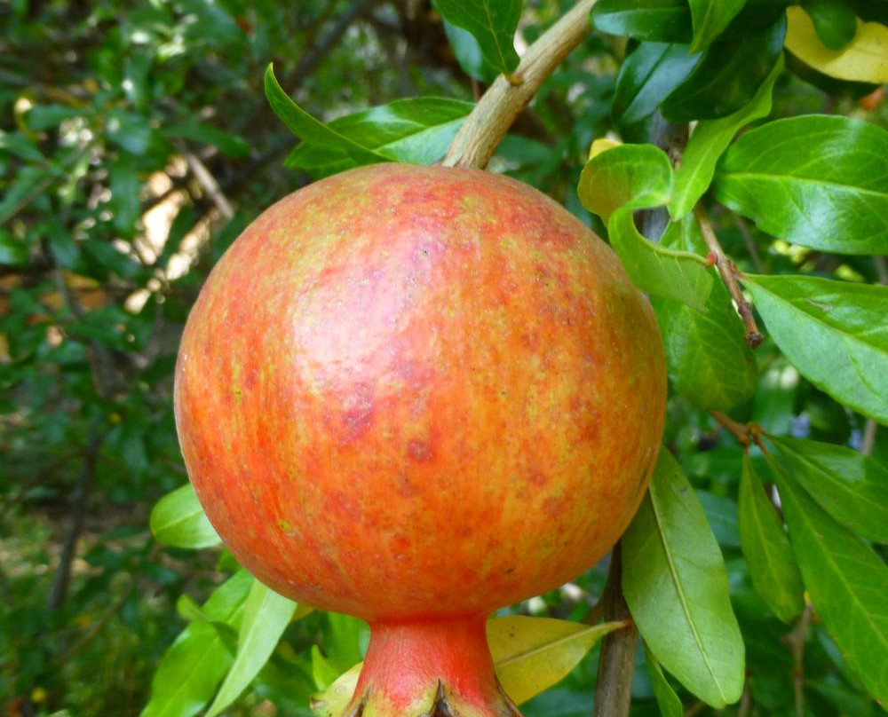 The Old Mill-圣玛利诺必去景点