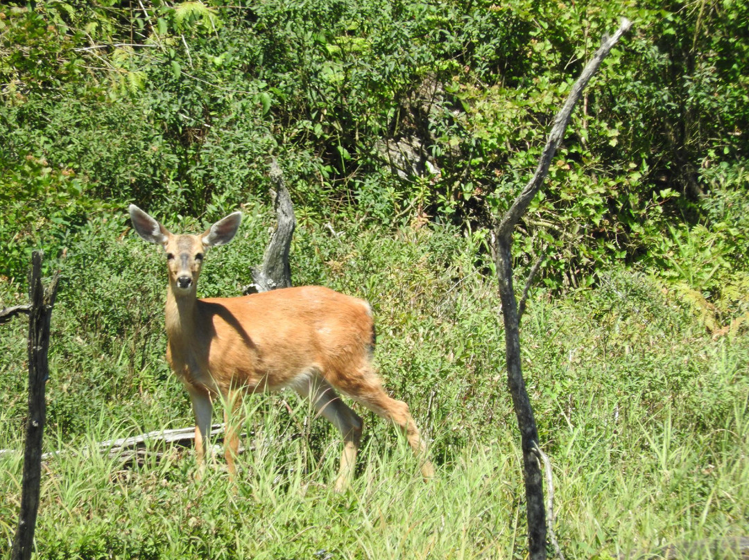 Malcolm Knapp Research Forest-枫树岭必去景点