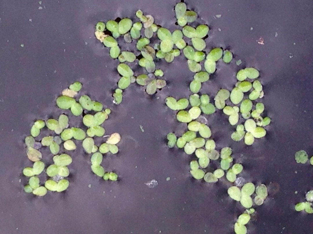 Lois Hole Centennial Provincial Park-圣艾伯特必去景点