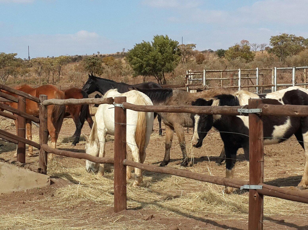 Horse Riding Adventures-柯立南必去景点