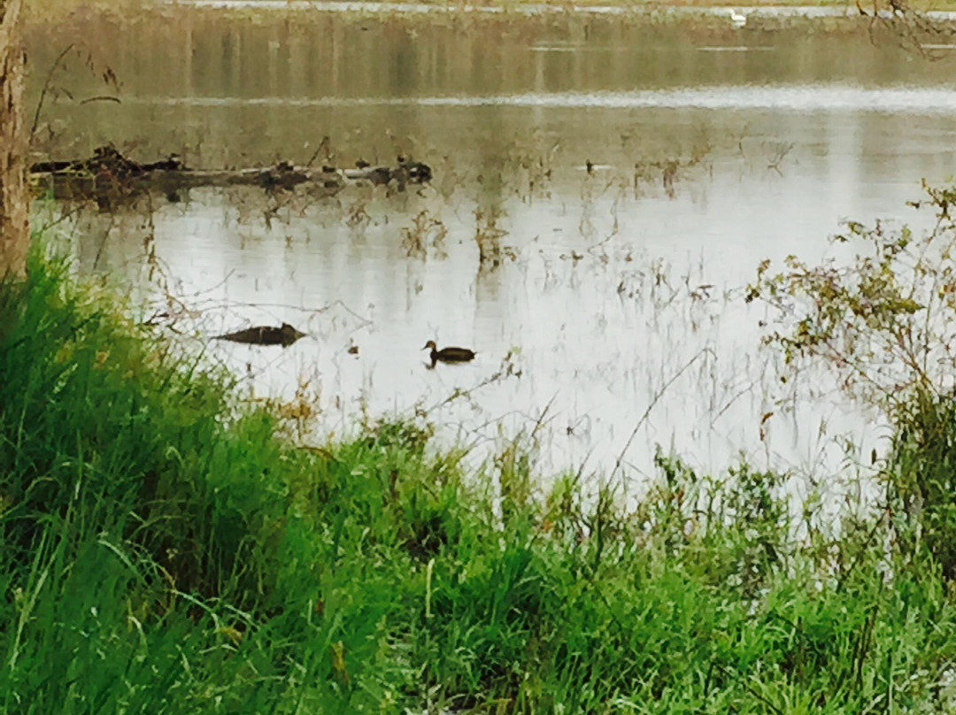Hasties Swamp National Park- 阿瑟顿必去景点