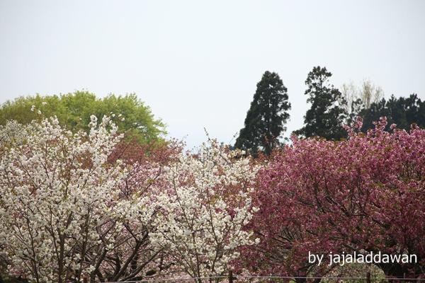 Matsumae Cherry Blossom Festival-松前町必去景点