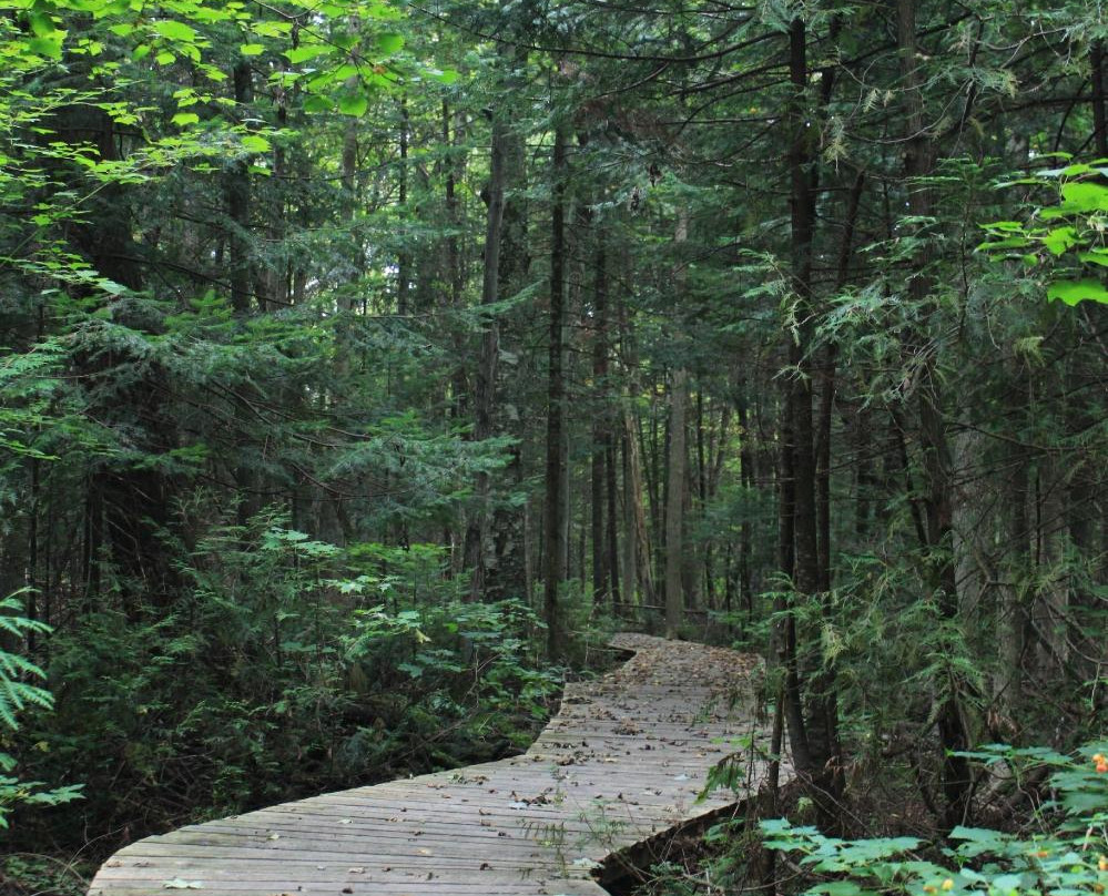 Bruce's Mill Conservation Park景点图片