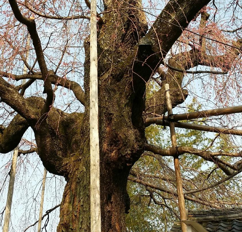 Unjo No Sakura-池田町必去景点