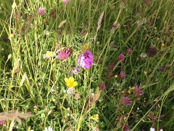 Burren Nature Sanctuary景点图片